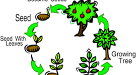 Timeline: Growth and Development of Flowering Seeds