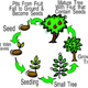 Plant cycle