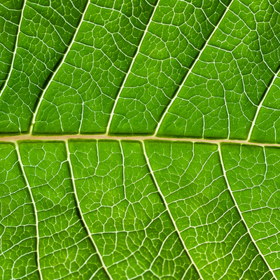 Timeline: APES- Environmental Timeline