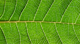 Timeline: APES- Environmental Timeline