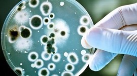 Timeline: Historia de la Microbiología