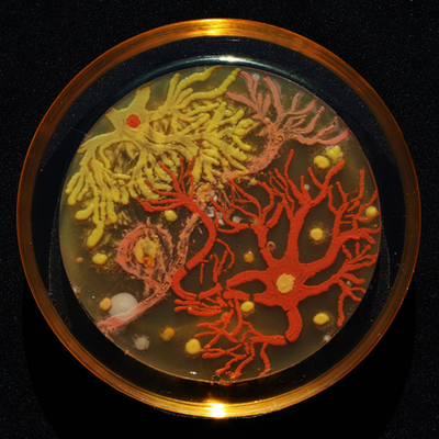 Timeline: HISTORIA DE LA MICROBIOLOGÍA