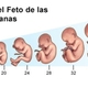 Fetal