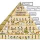 Social pyramid