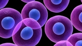 Timeline: HISTÒRIA DE LA CÈL·LULA