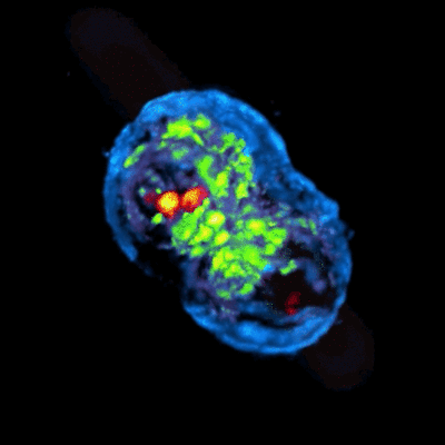 Timeline: Història de la cèl·lula