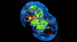 Timeline: Història de la cèl·lula