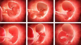 Timeline: Periodos del Embarazo
