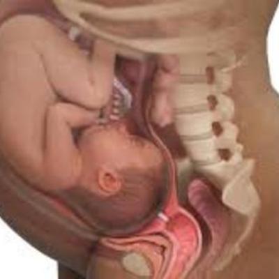 Timeline: Pregnancy Timeline