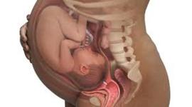 Timeline: Pregnancy Timeline