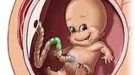 Timeline: Desarrollo embrionario