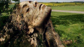 Timeline: Formação em TCC