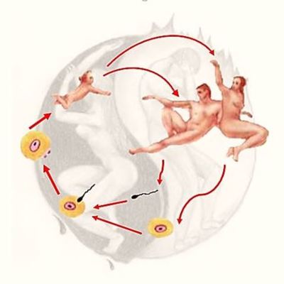 Timeline: DESARROLLO EMBRIONARIO CUP-POD-5TO