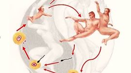 Timeline: DESARROLLO EMBRIONARIO CUP-POD-5TO