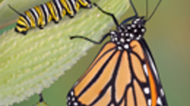 Timeline: Life Cycle of the Monarch Butterfly