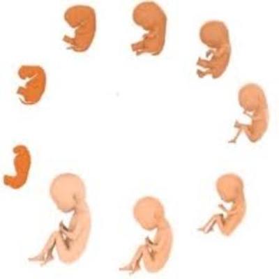 Timeline: Desarrollo prenatal