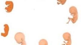 Timeline: Desarrollo prenatal