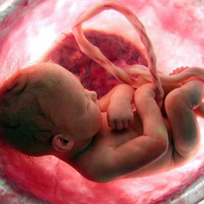 Timeline: Linea de tiempo de desarrollo prenatal