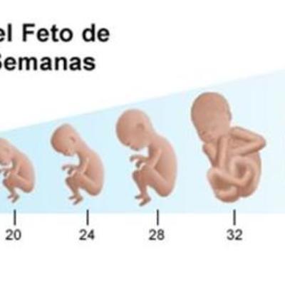 Timeline: Desarrollo Prenatal