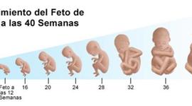 Timeline: Desarrollo Prenatal