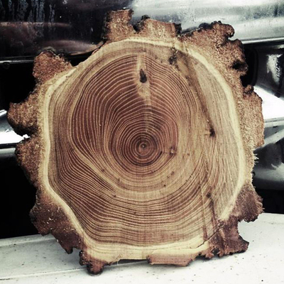 Timeline: Tree Cookie Project