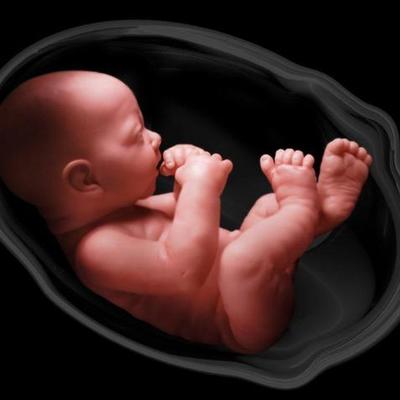 Timeline: Fetal Development Timeline