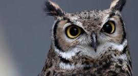 Timeline: ♣My Biography♠