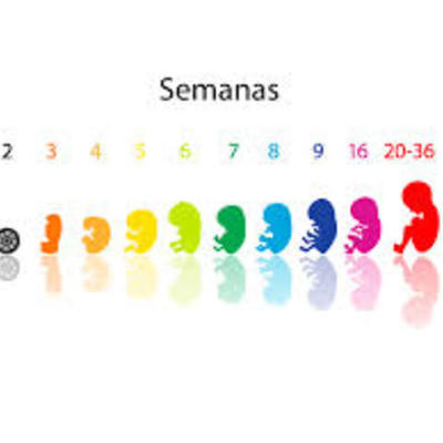 Timeline: PERIODOS DE GESTACIÓN. Anny Molina Aranguren