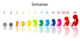 Timeline: PERIODOS DE GESTACIÓN. Anny Molina Aranguren