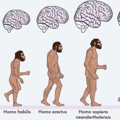 Timeline: Tema 1 y 2 : Proceso de hominización en la península y Al-Ándalus