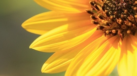 Timeline: Alianza Verde