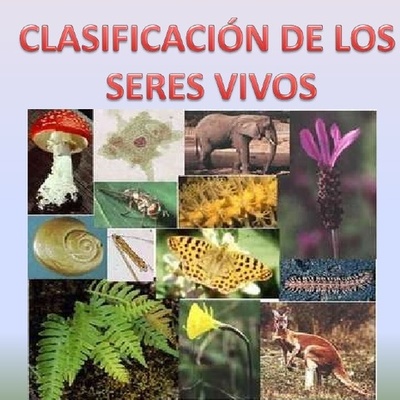 Timeline: Clasificación de los seres vivos