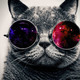 Mejores fondos de pantalla hd gato con lentes