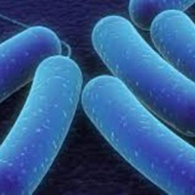 Timeline: The Cell Theory