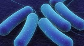 Timeline: The Cell Theory