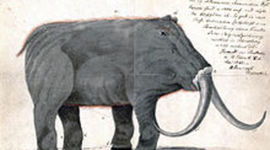 Timeline: The Woolly Mammoth
