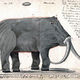 Boltunov mammoth