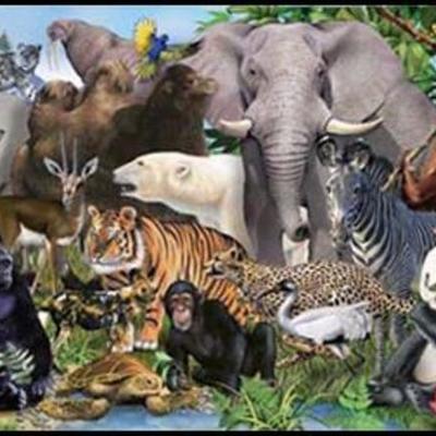 Timeline: Sistemas de Clasificación Biologìa