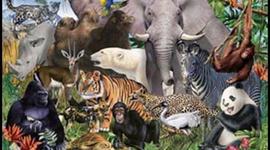 Timeline: Sistemas de Clasificación Biologìa