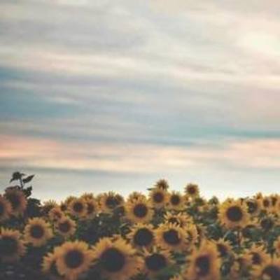 Timeline: INICIO DE LA INGENIERÍA AMBIENTAL