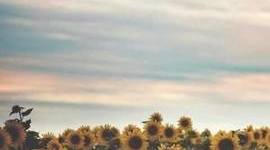 Timeline: INICIO DE LA INGENIERÍA AMBIENTAL