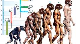 Timeline: La evolución del hombre