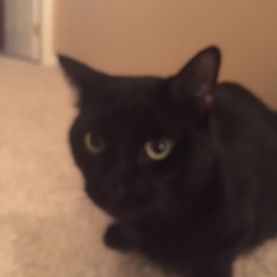 Timeline: Jack Steel's History of the Internet Timeline