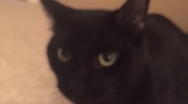 Timeline: Jack Steel's History of the Internet Timeline