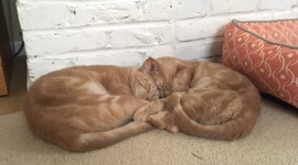 Timeline: Lauren Murray's History of the Internet Timeline