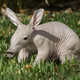 Aardvark