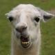 Lama