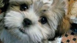 Timeline: Grace's History of the Internet Timeline