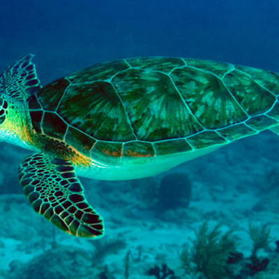 Timeline: las tortugas