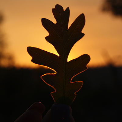 Timeline: Smallsville Government